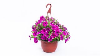 Surfinija velika ciklama