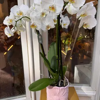 Orquídea en Maceta