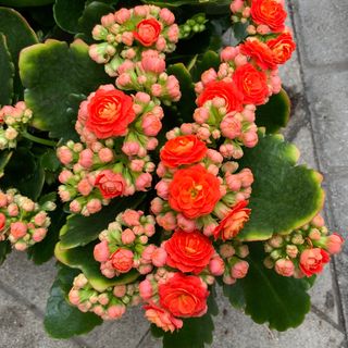 Kalanchoe Naranja Planta