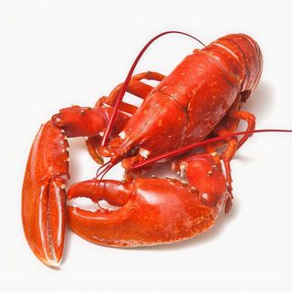 Lavagante Cozido (unid)