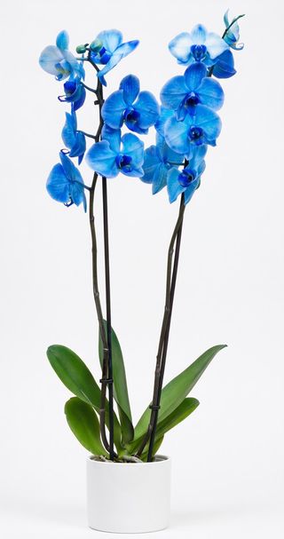 Orchidea blu