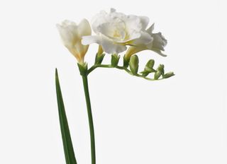 1 Фрезия, Бяла