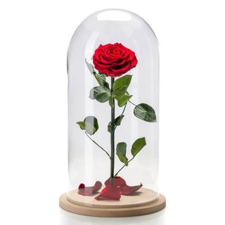 Rosa Preservada Cupula
