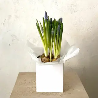 Planta de Muscari en flor 