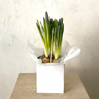 Planta de Muscari en flor 