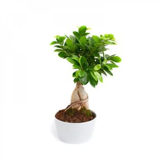 Bonsai Ficus Ginseng