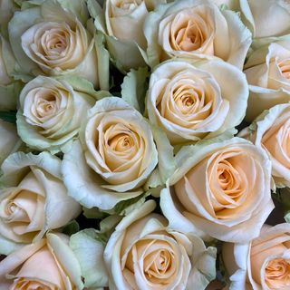 Троянда піч Аваланж 