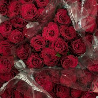 Червона троянда Rhodos