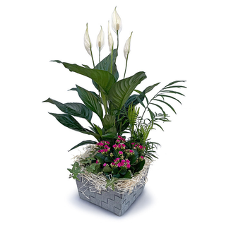 Cesta De Plantas Mayo