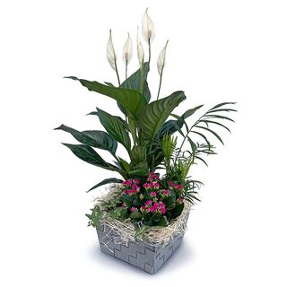 Cesta de plantas MAYO