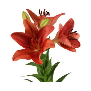 Lilium Asiático Rojo Flor Suelta (Por unidad/No es un ramo/No bouquet) 