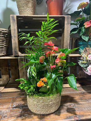 Cesta Plantas Variadas Mediano