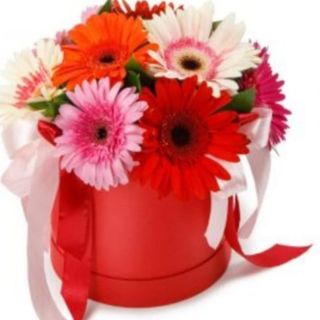 ბოქსი გერბერებით