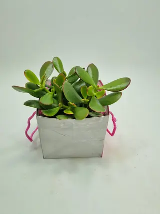 Crasula