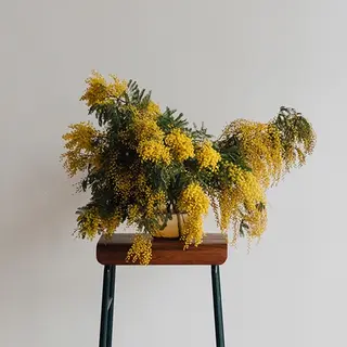 Ramo de mimosa M