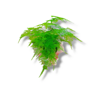 Esparraguera