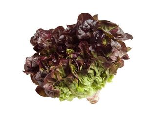 Lechuga Hoja Roble  1 Und