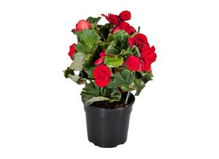 Бегония, Червена