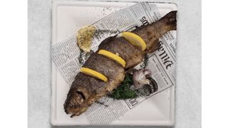 Pstrąg Cały (Duży)