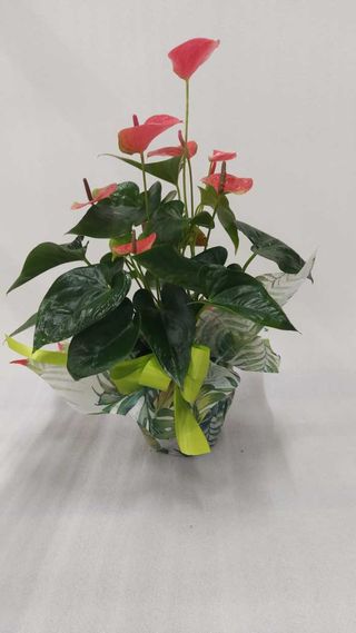 Anthurium rosa vaso 17