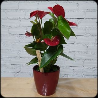 Anthurium 