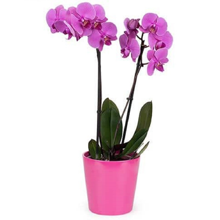 Orchidée violet 2 Branches sans vase