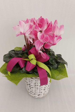 Ciclamino fucsia con cesto
