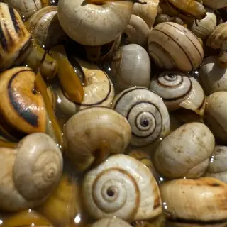 Caracoles Caseros