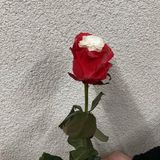 ჰოლანდიური ჭრელი ვარდი