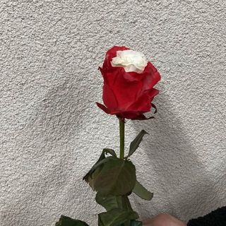 ჰოლანდიური ჭრელი ვარდი