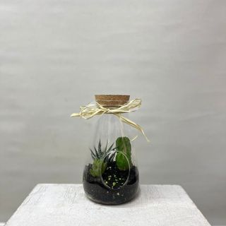 Composicion de cactus en botella 