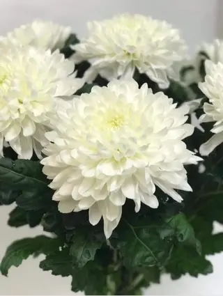 Crizantema alba