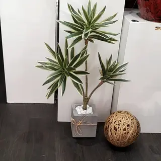 Draceana plante qualitè supèrieure.