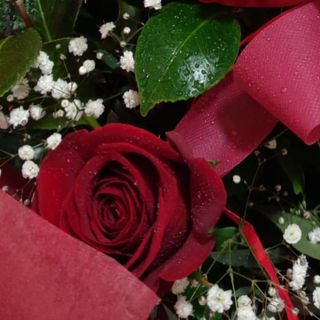 Rosa roja (1 und.) (60 cm.)