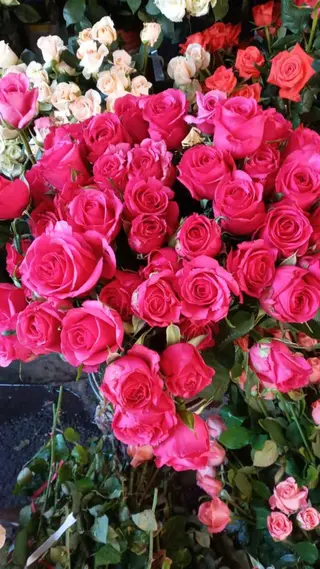 Une Rose 