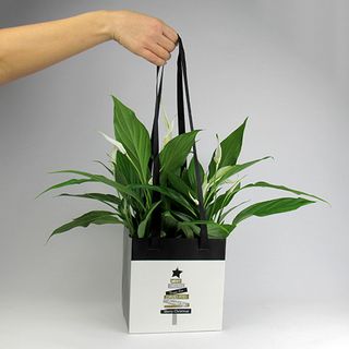 Caja Transporte Navidad