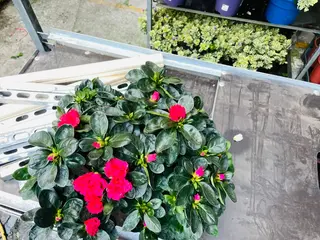 azalea rosso