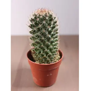 Кактус (15см)