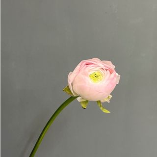 Ранункулюс рожевий , 1 шт. 