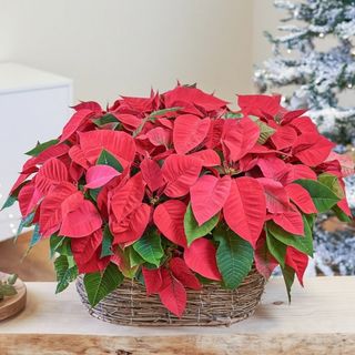 Canasta de 4 plantas de Navidad