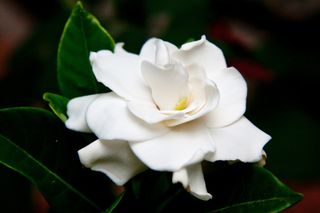 Gardenia grande profumata
