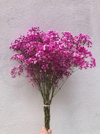 Ramo De Paniculata En Fucsia