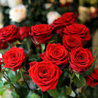 7 rose rosse 