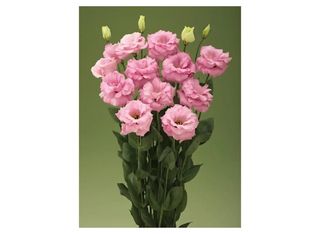 7 Еустоми, Розови | 1 piece