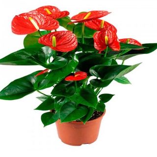 Anthuriun Rojo o rosa