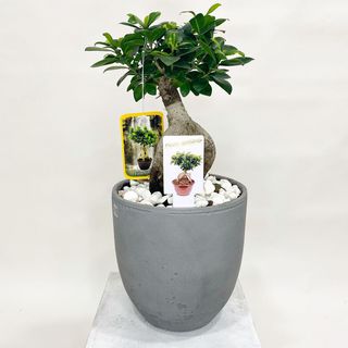Bonsai ficus ginseng maxi