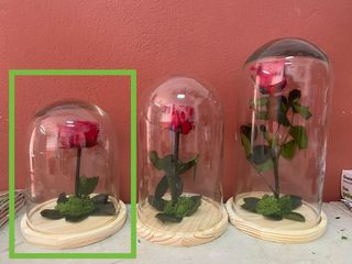 Cúpula Preservada 20Cm