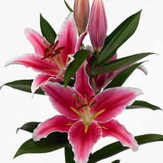 Lilium Oriental Rosa Unidad