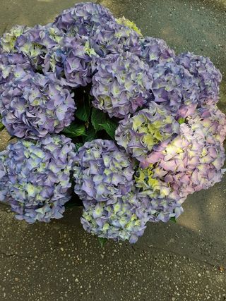 Ortensia gigante blue