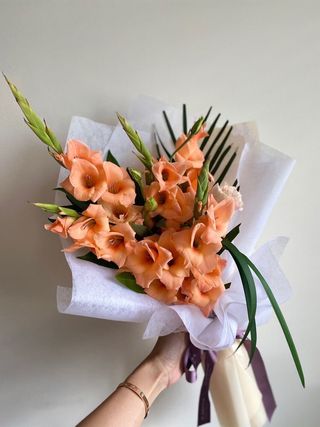 სტაფილოსფერი გლადიოლუსი